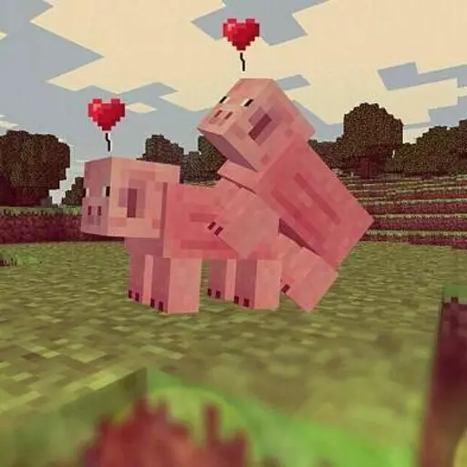 Pig